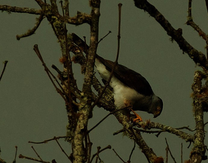 Bicolored Hawk - David Ascanio