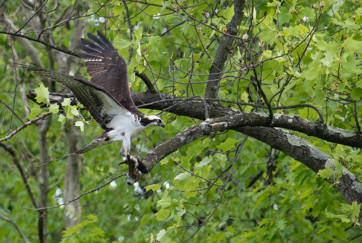 Osprey - ML567435021