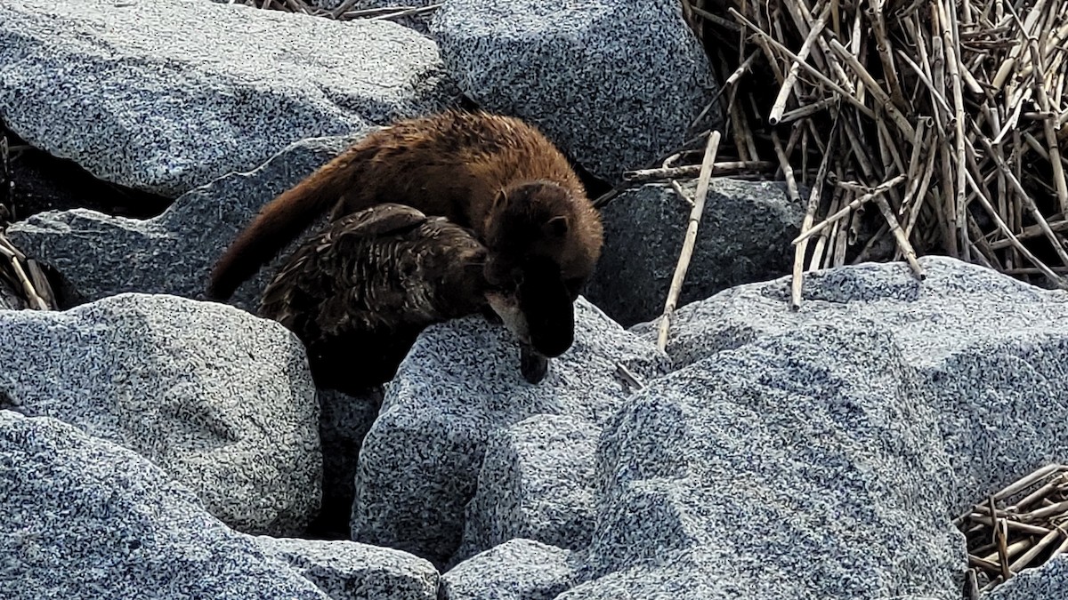 Black Scoter - ML567435231