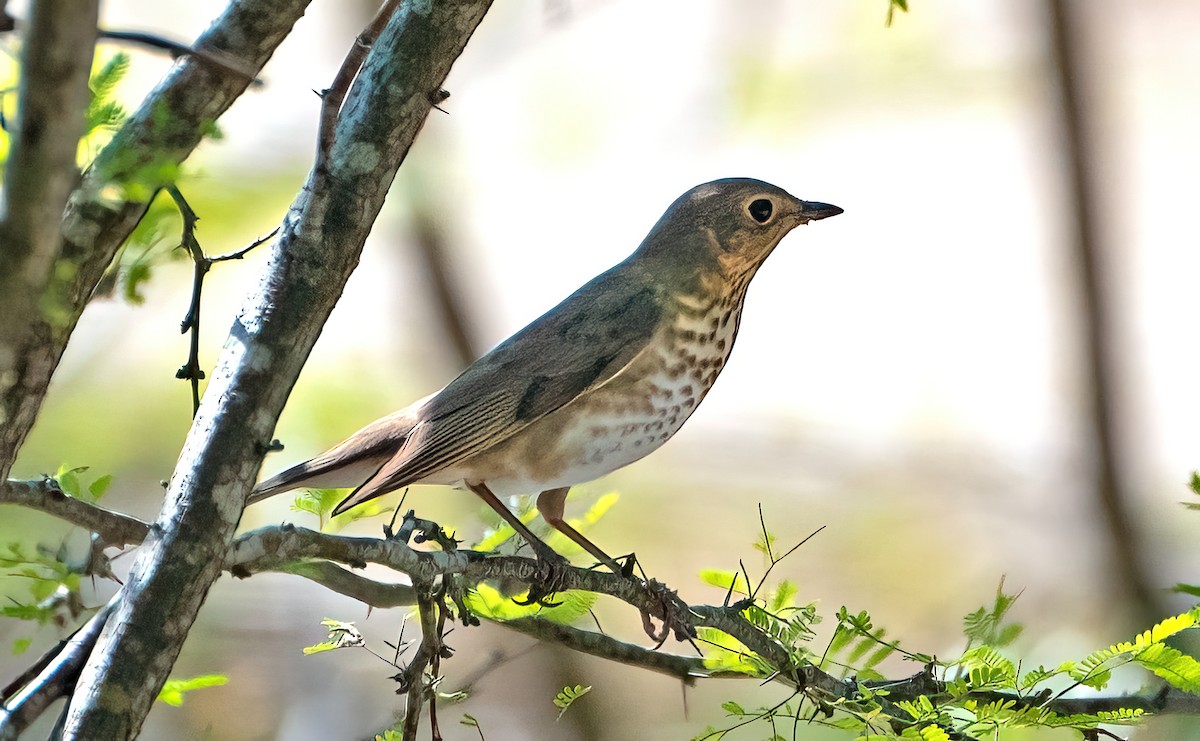 Swainson's Thrush - ML567435241