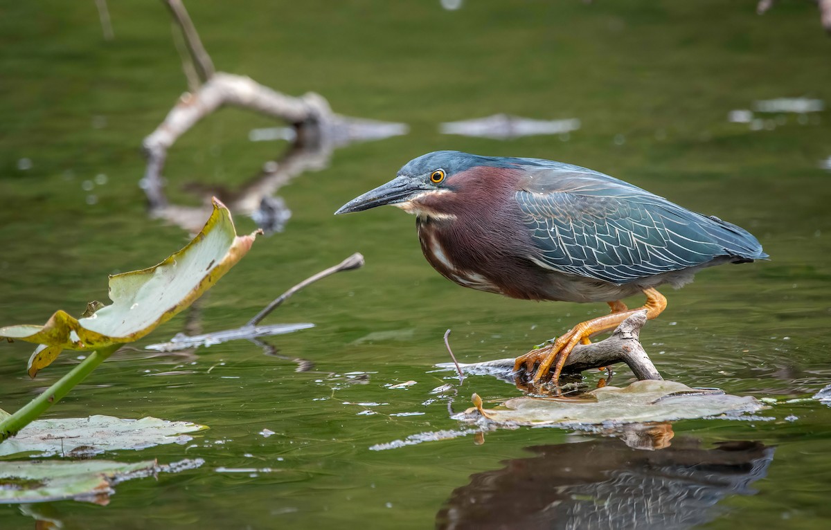 Garcilla Verde - ML567435561