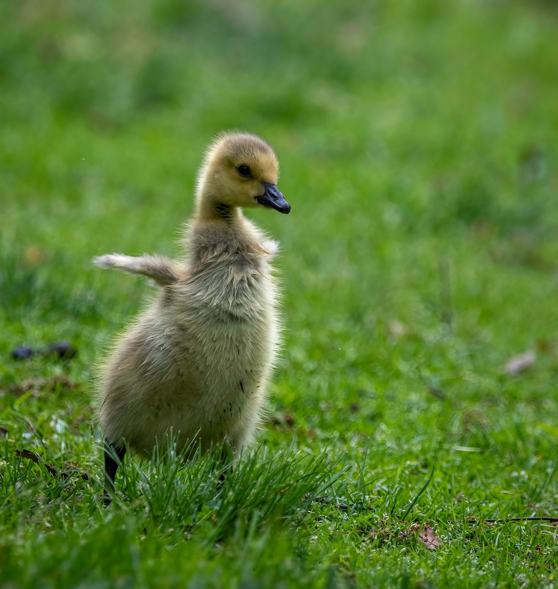 Canada Goose - ML567435581