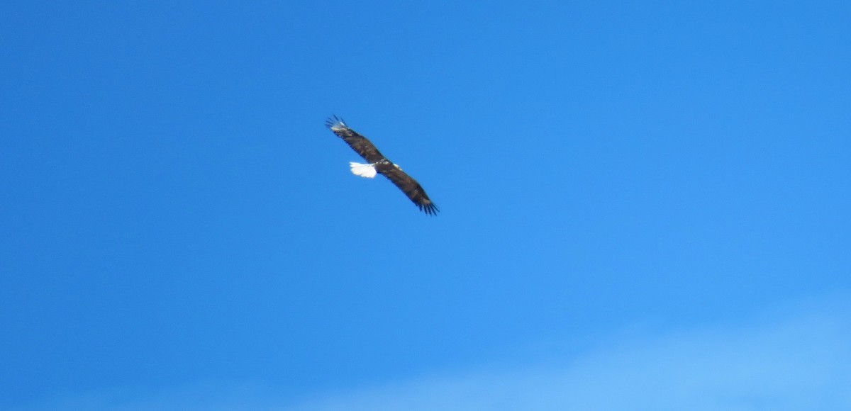 Bald Eagle - Michel Turcot