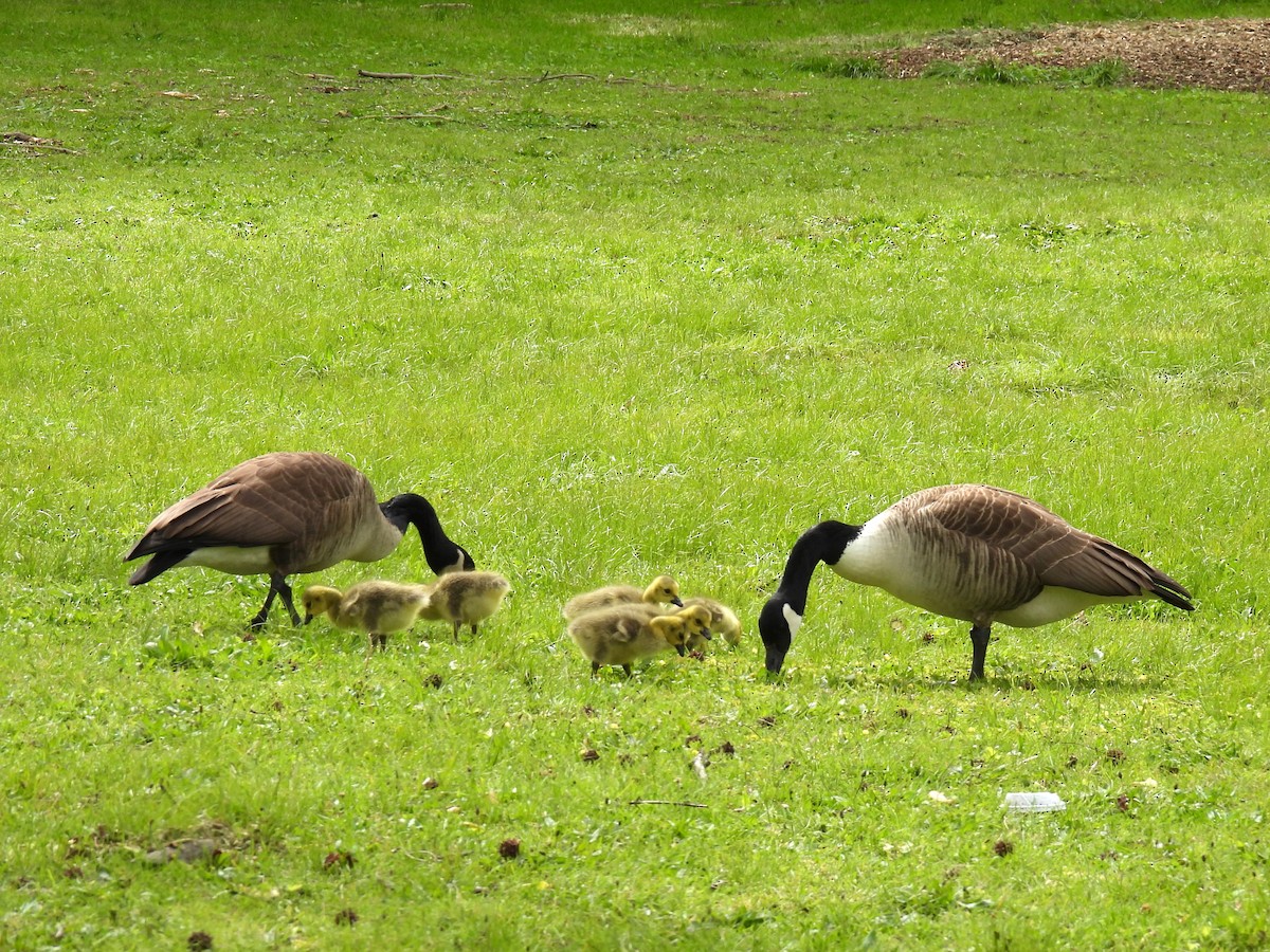 Канад галуу - ML567437361