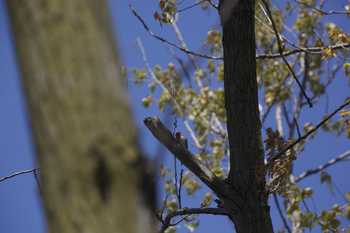 Red-bellied Woodpecker - ML567437441