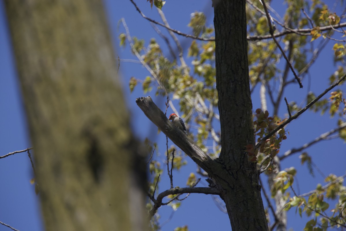 Red-bellied Woodpecker - Paul Miller
