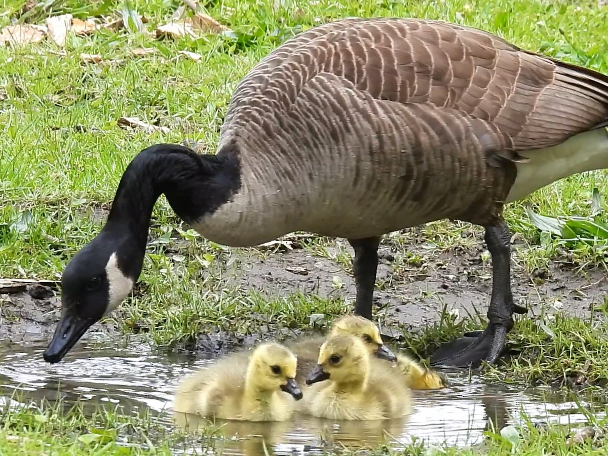 Канад галуу - ML567437551
