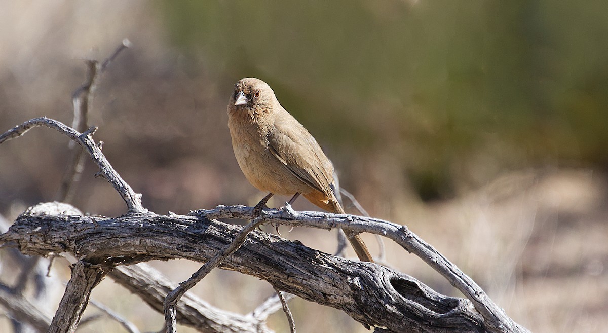 Abert's Towhee - ML567438061