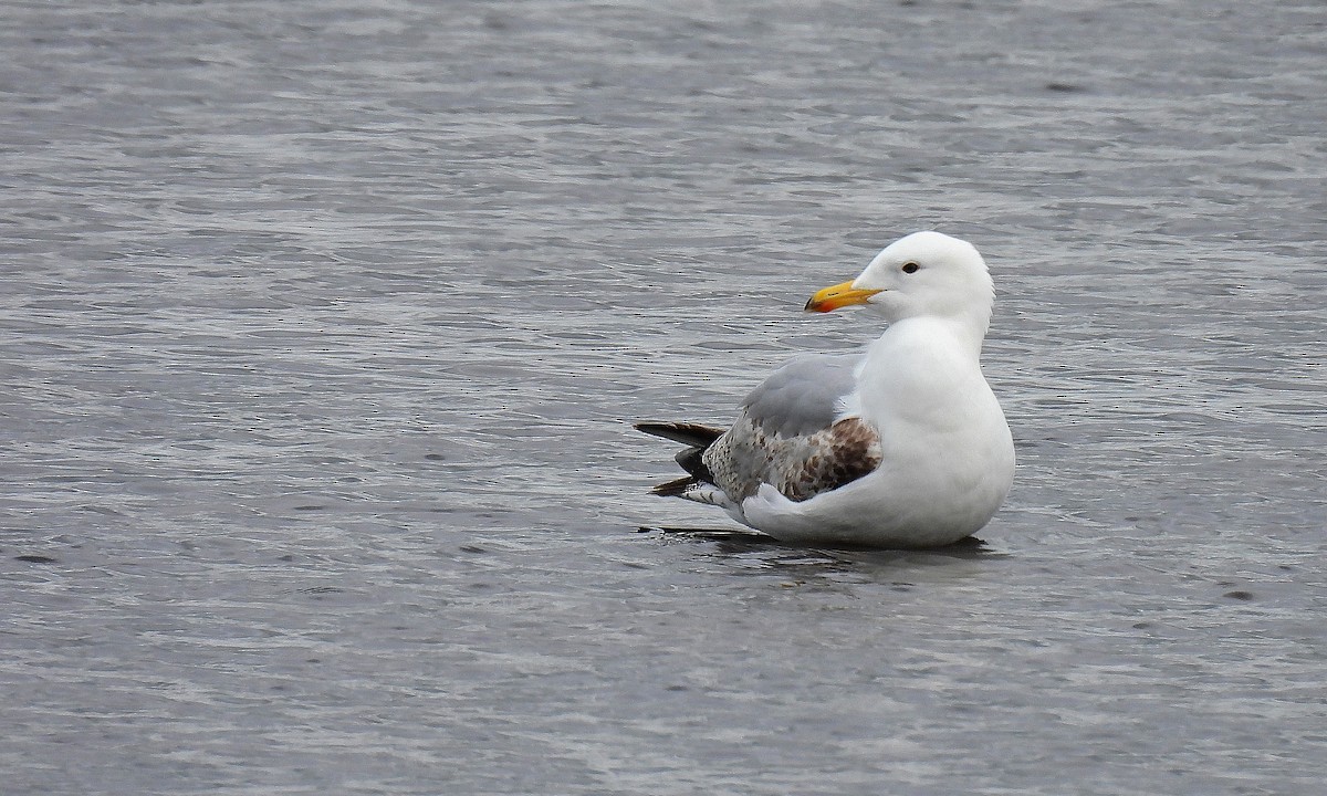 Herring Gull - ML567438101