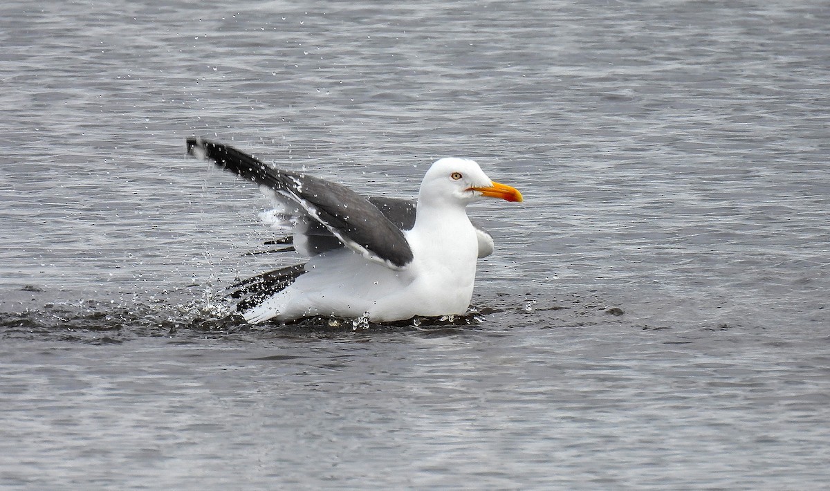 Lesser Black-backed Gull - ML567438311