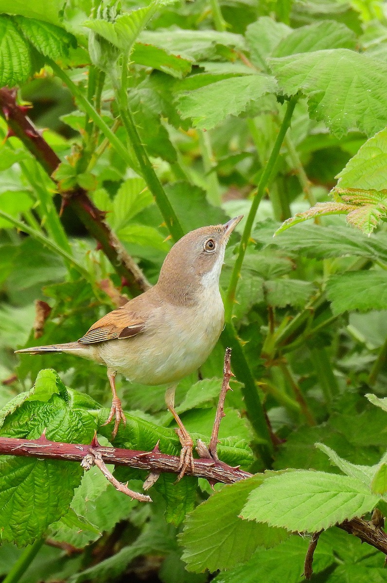 Greater Whitethroat - ML567438431