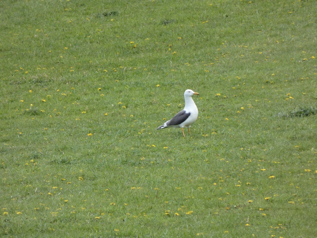 racek žlutonohý (ssp. graellsii) - ML567439141