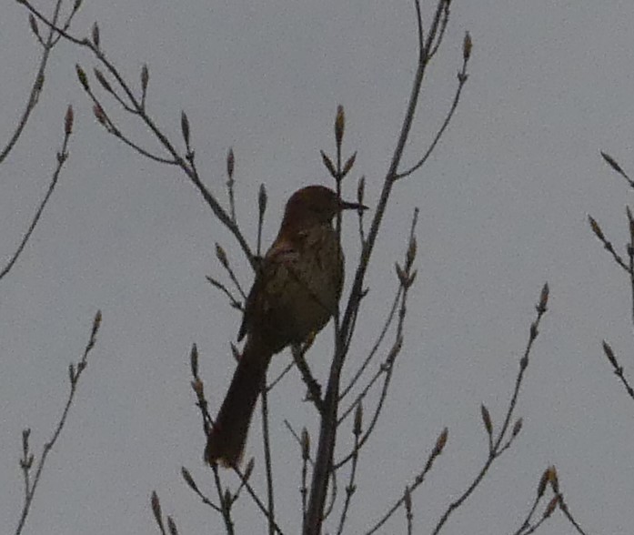 Brown Thrasher - ML567441381