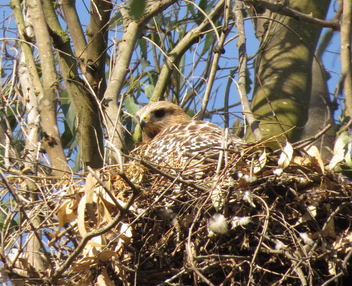 Red-shouldered Hawk - Diane Etchison