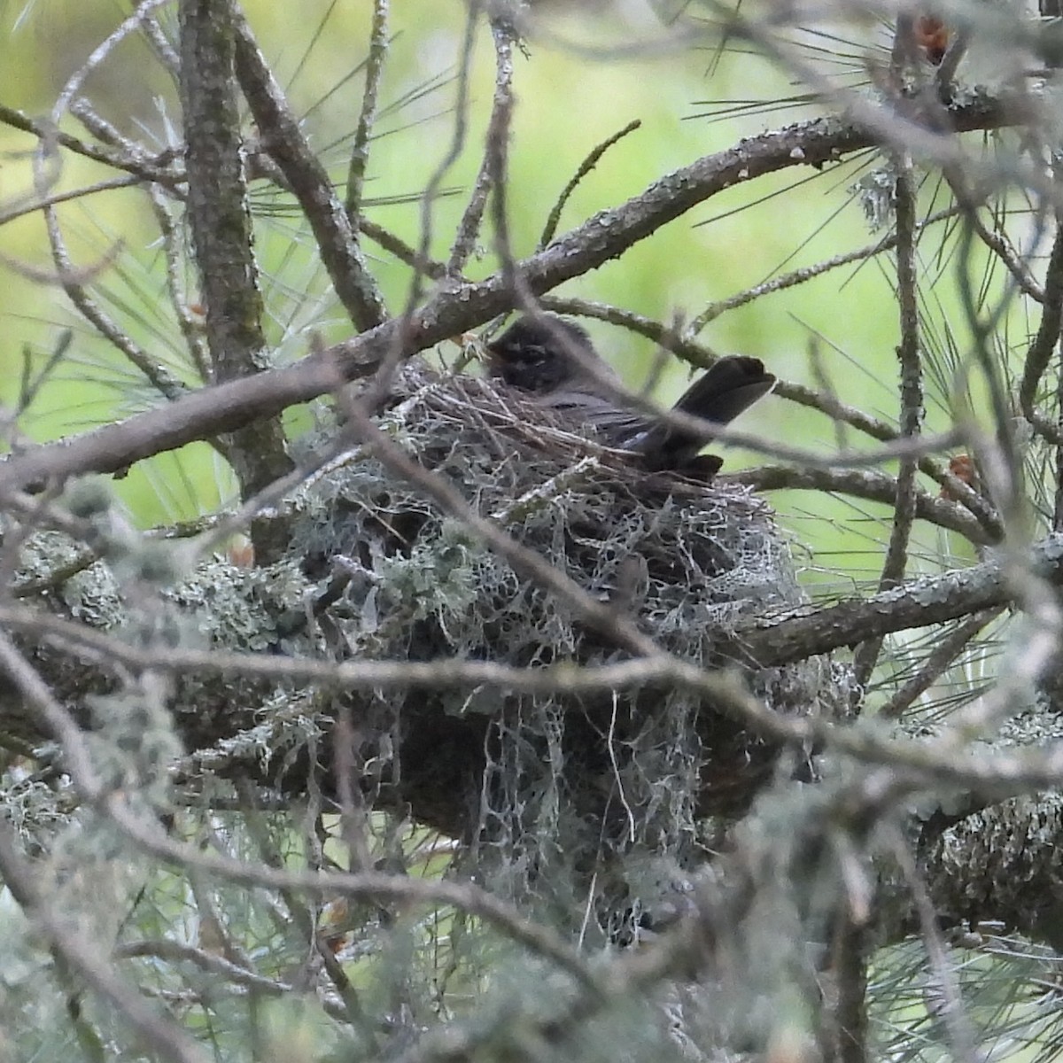 American Robin - ML567441531