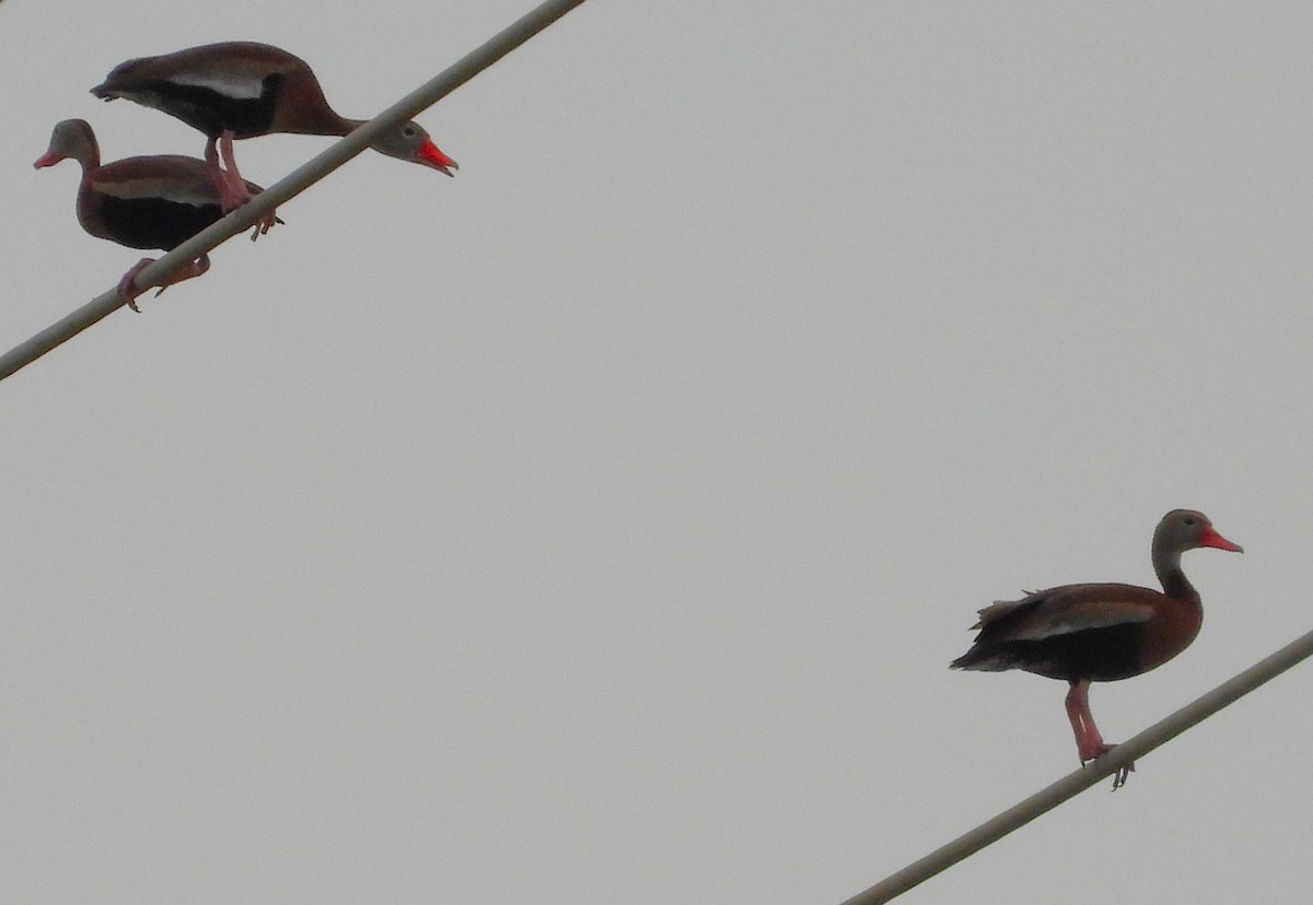 Black-bellied Whistling-Duck - ML567441831