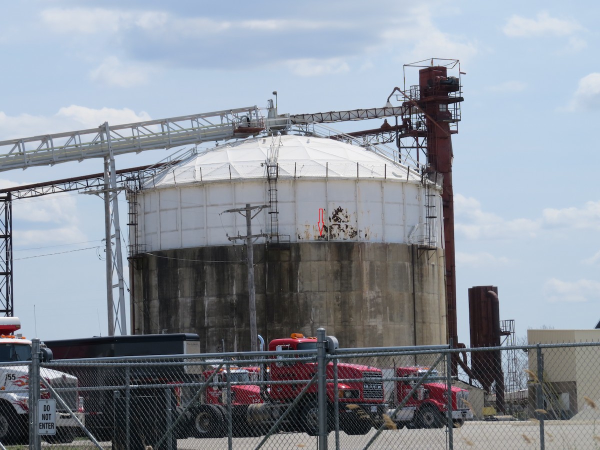 Peregrine Falcon - ML567442301