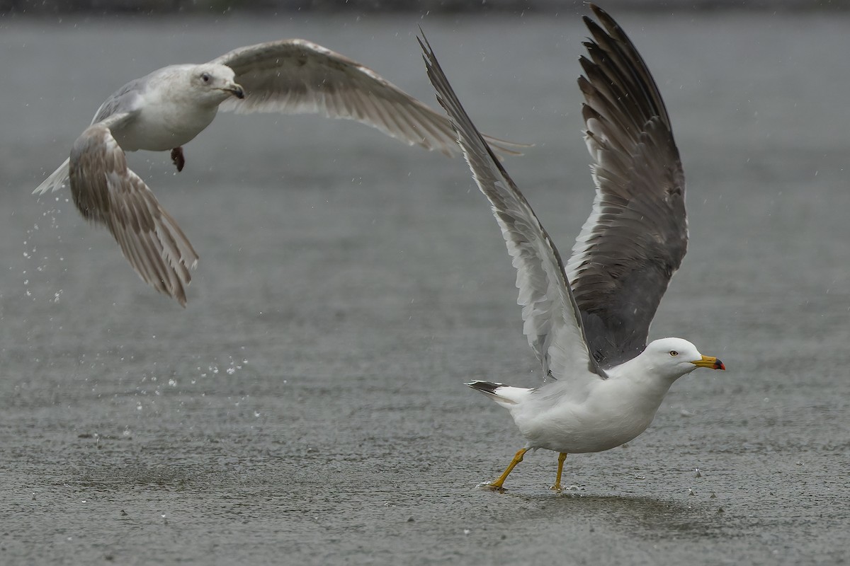 Black-tailed Gull - Joachim Bertrands