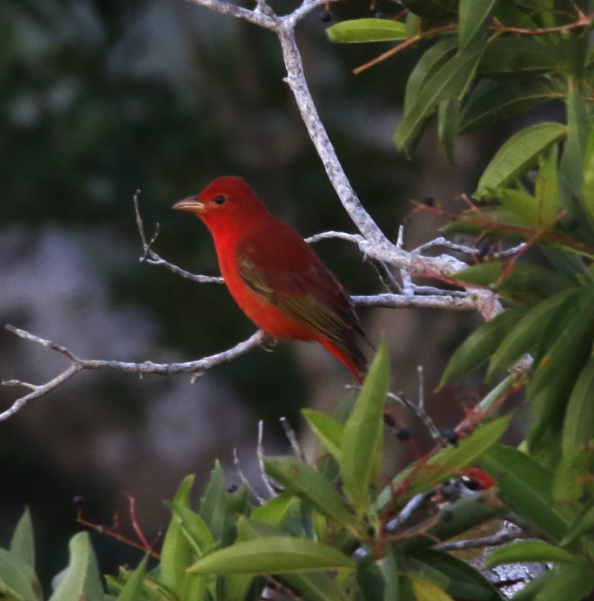 Summer Tanager - ML567445651