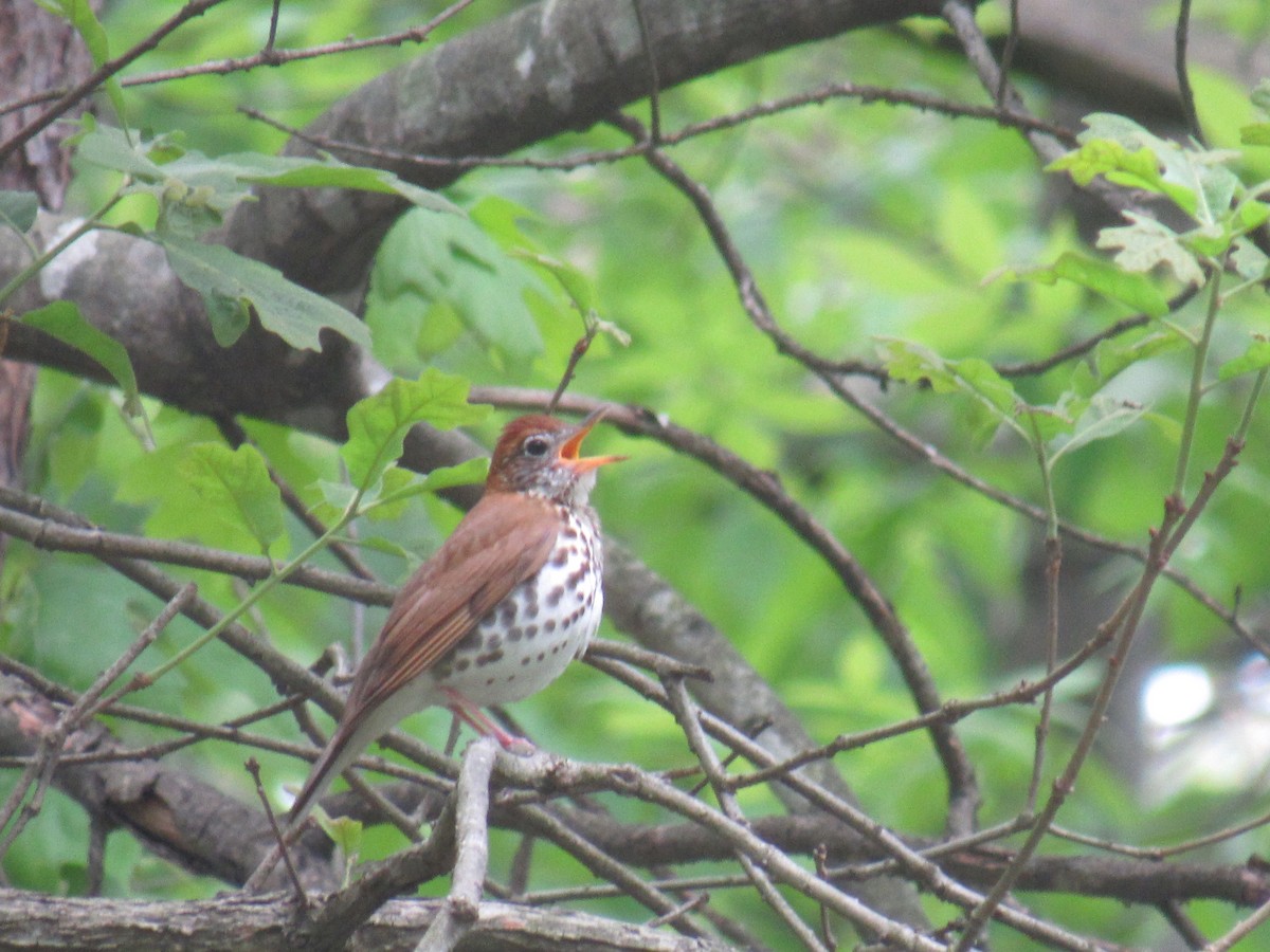 Wood Thrush - ML567445881