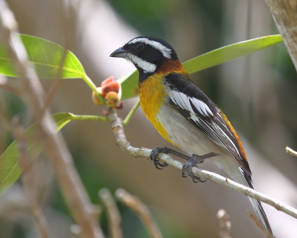 Western Spindalis (Bahamas Green-backed) - ML567446021