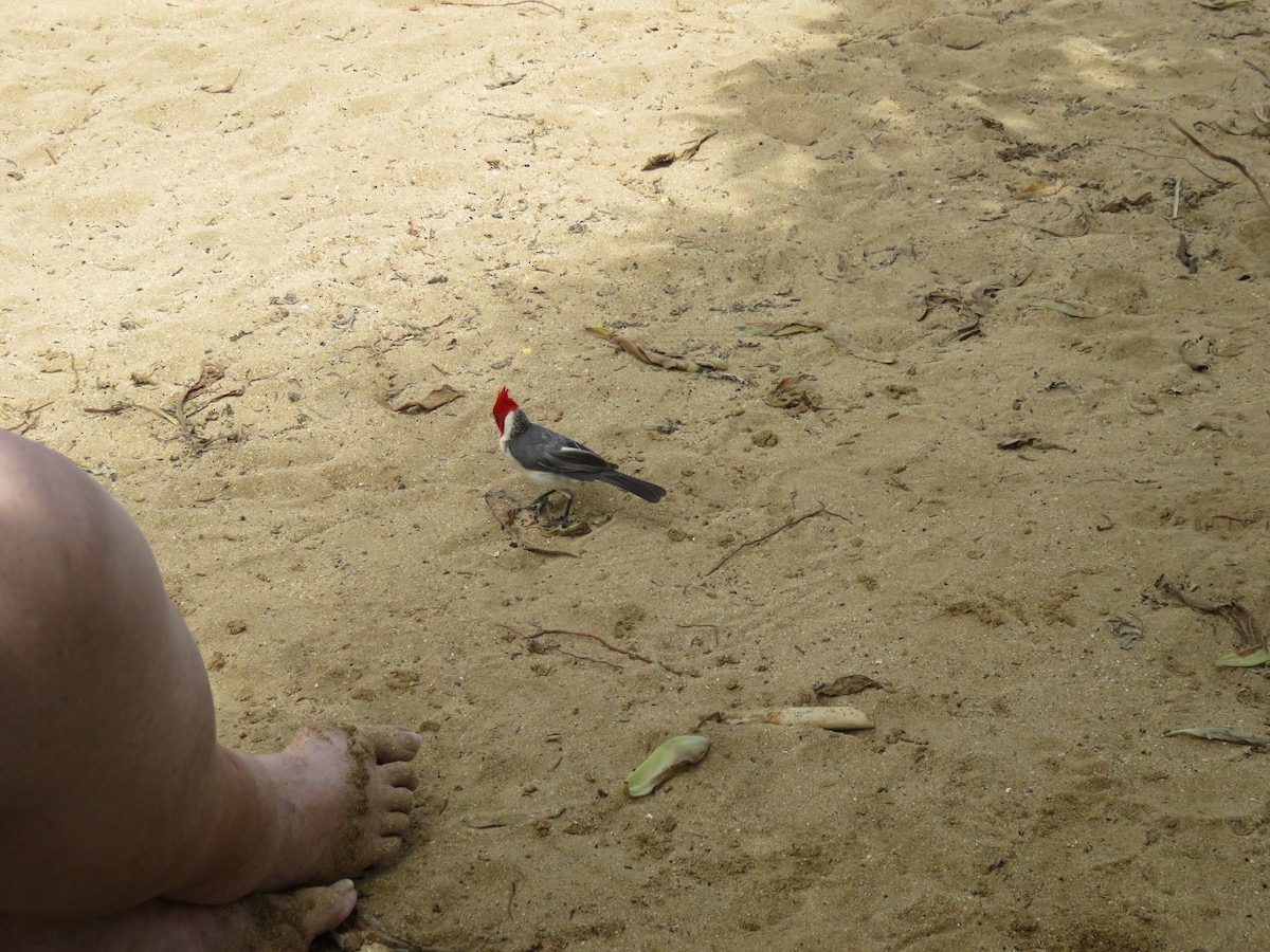 Red-crested Cardinal - ML567446031