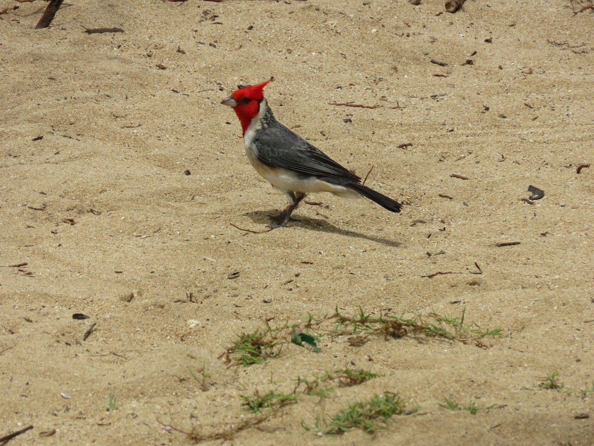 Red-crested Cardinal - ML567446061