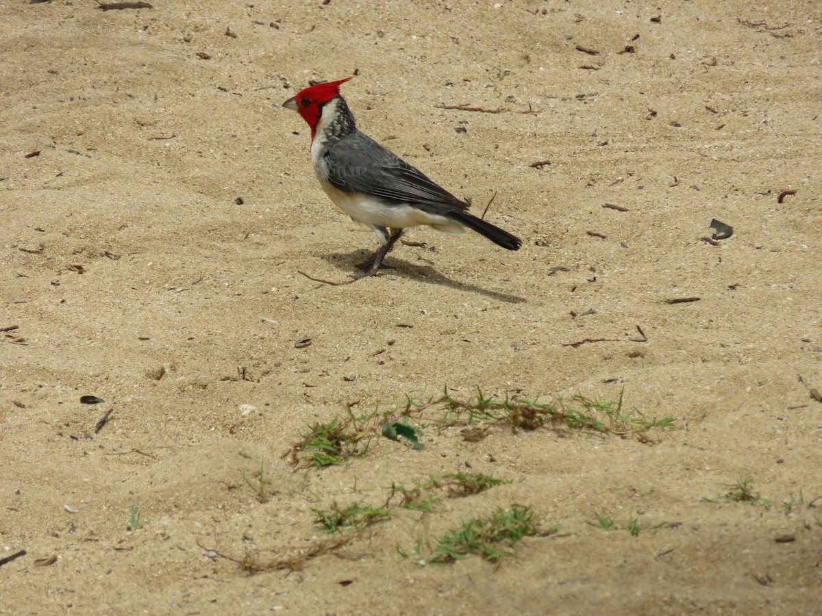 Red-crested Cardinal - ML567446071