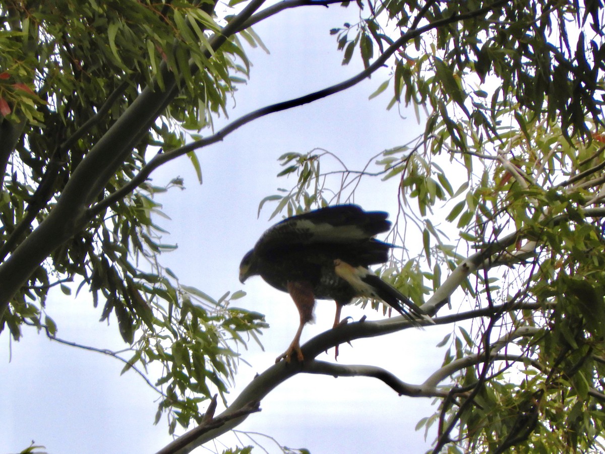 Harris's Hawk - ML567447041