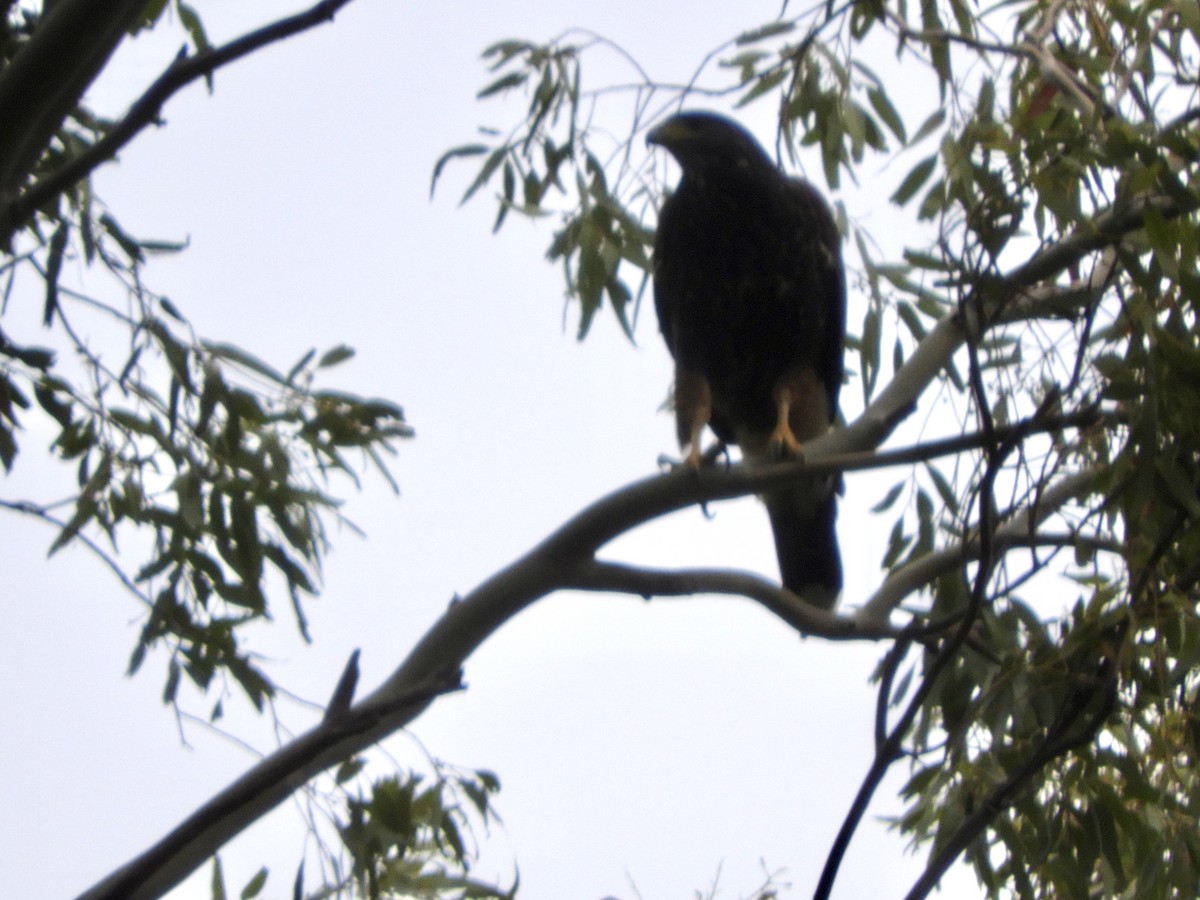 Harris's Hawk - ML567447051