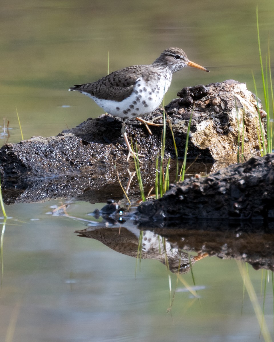 Spotted Sandpiper - Peter Rosario