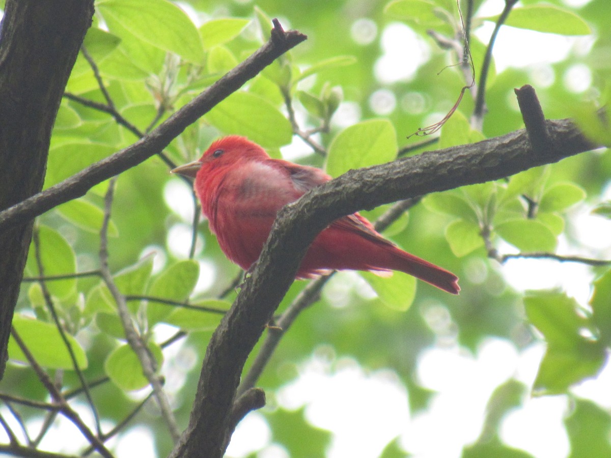 Summer Tanager - ML567447501