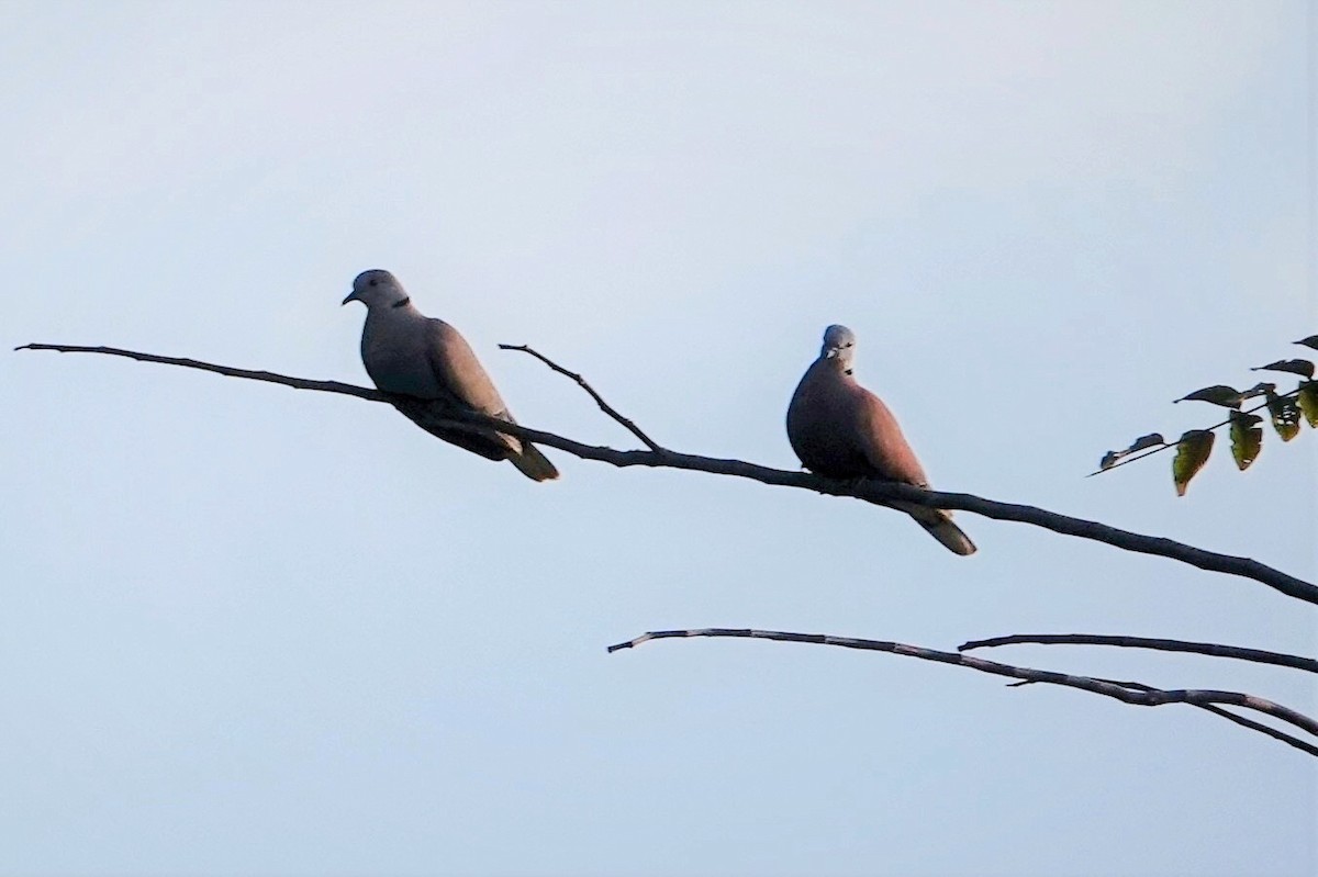 Red Collared-Dove - ML567447651