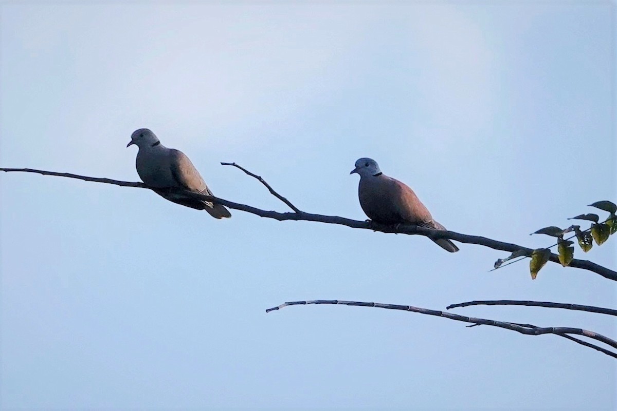 Red Collared-Dove - Monica P