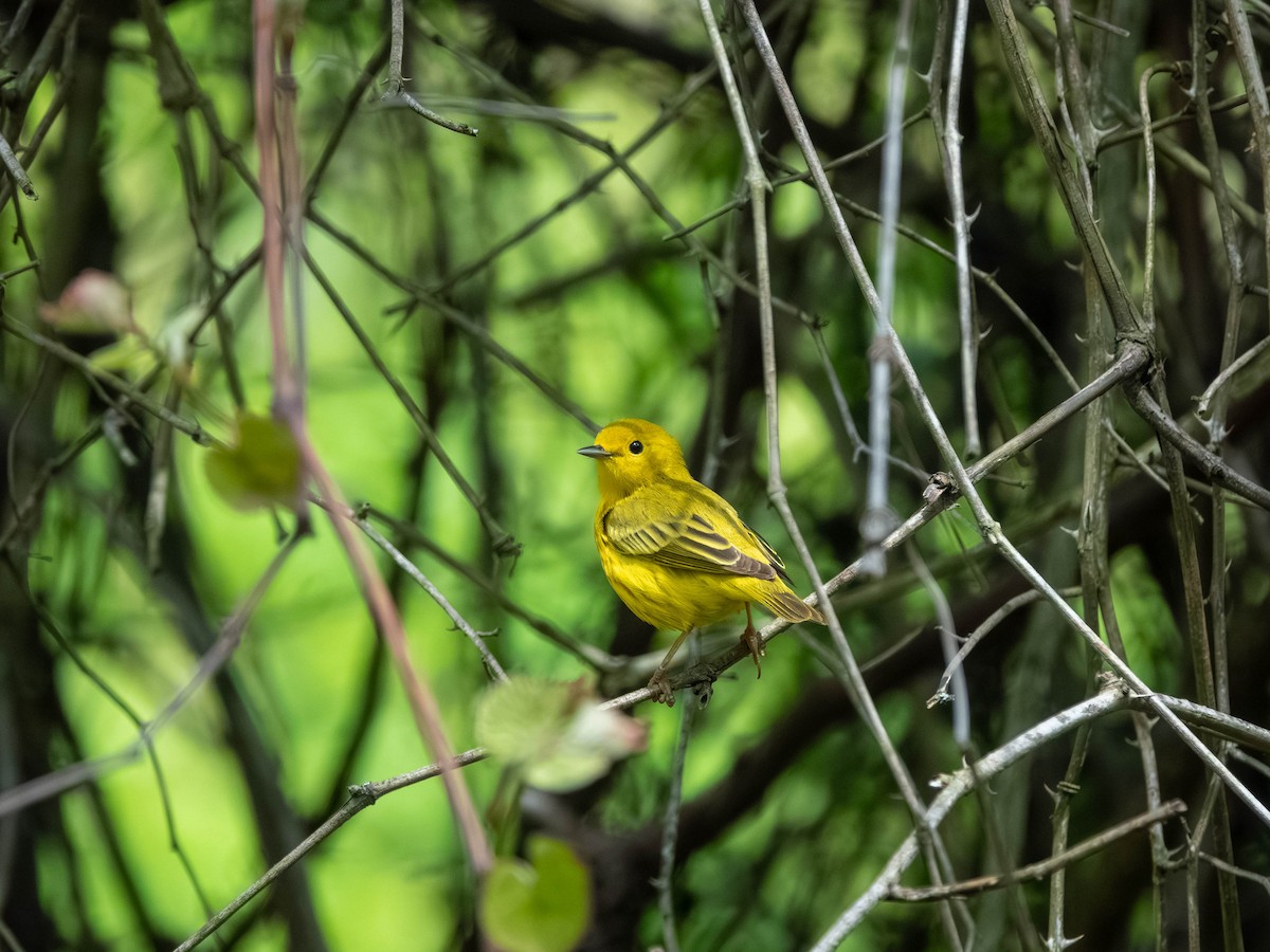 Yellow Warbler - ML567448701