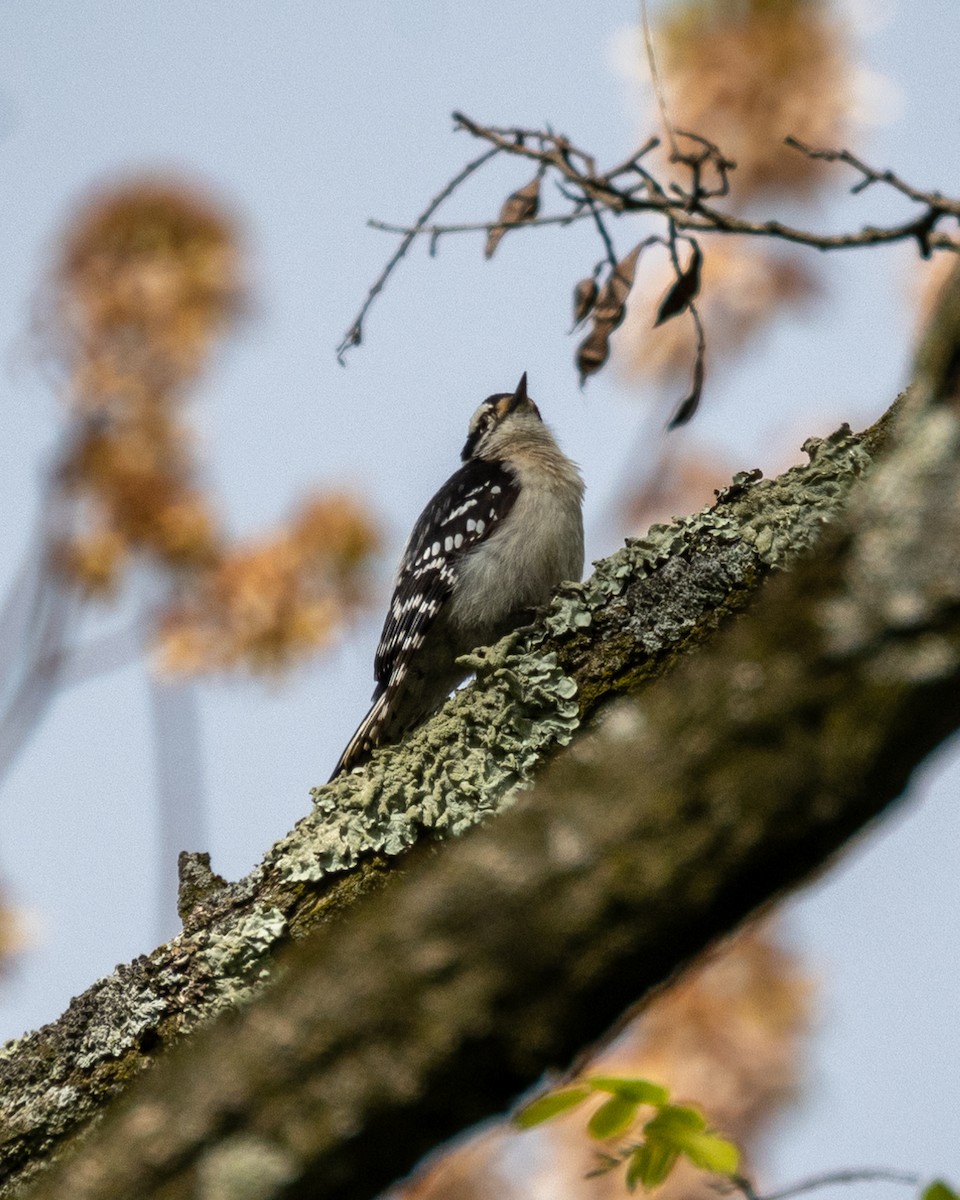 Downy Woodpecker - Peter Rosario