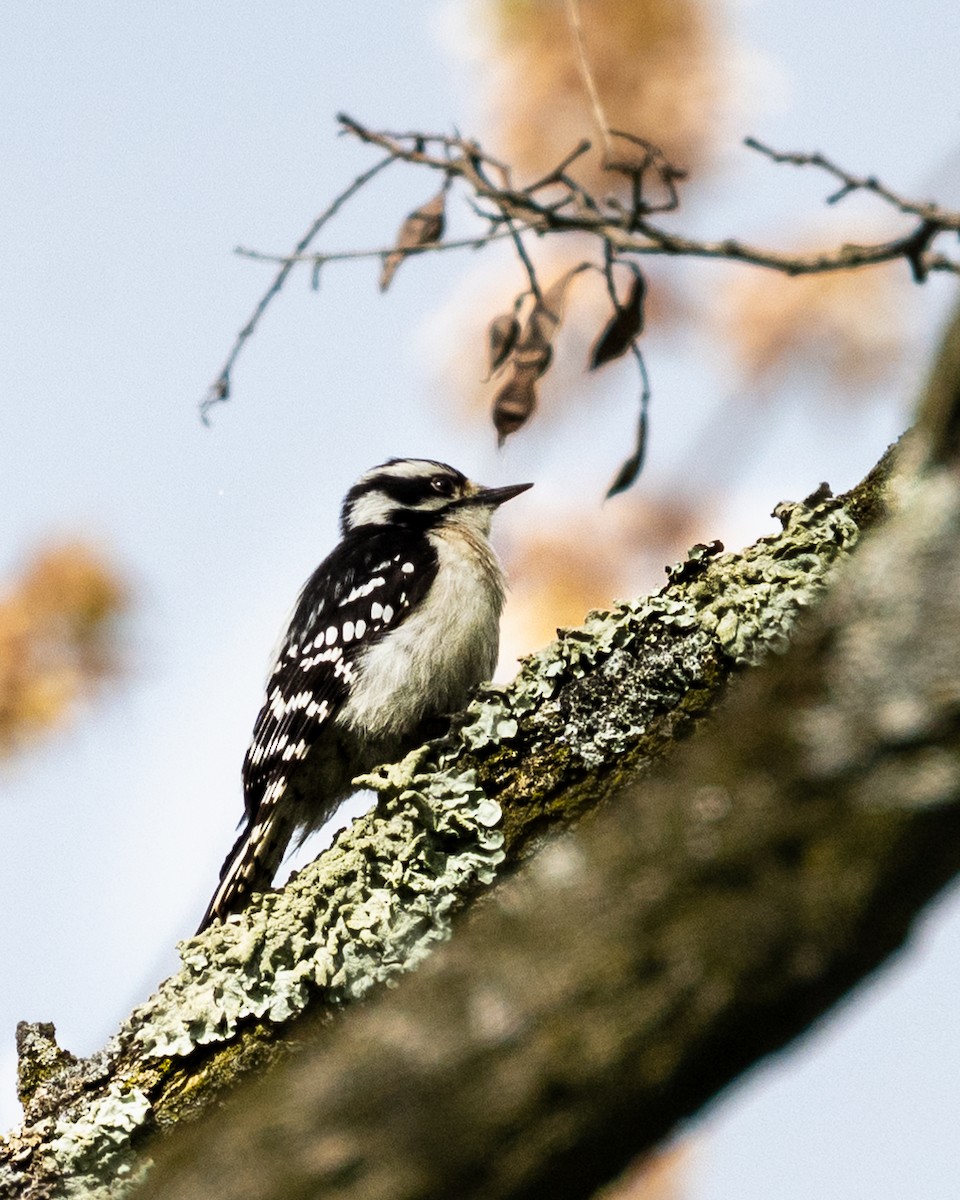 Downy Woodpecker - Peter Rosario