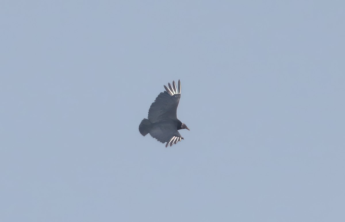 Black Vulture - David Nicosia