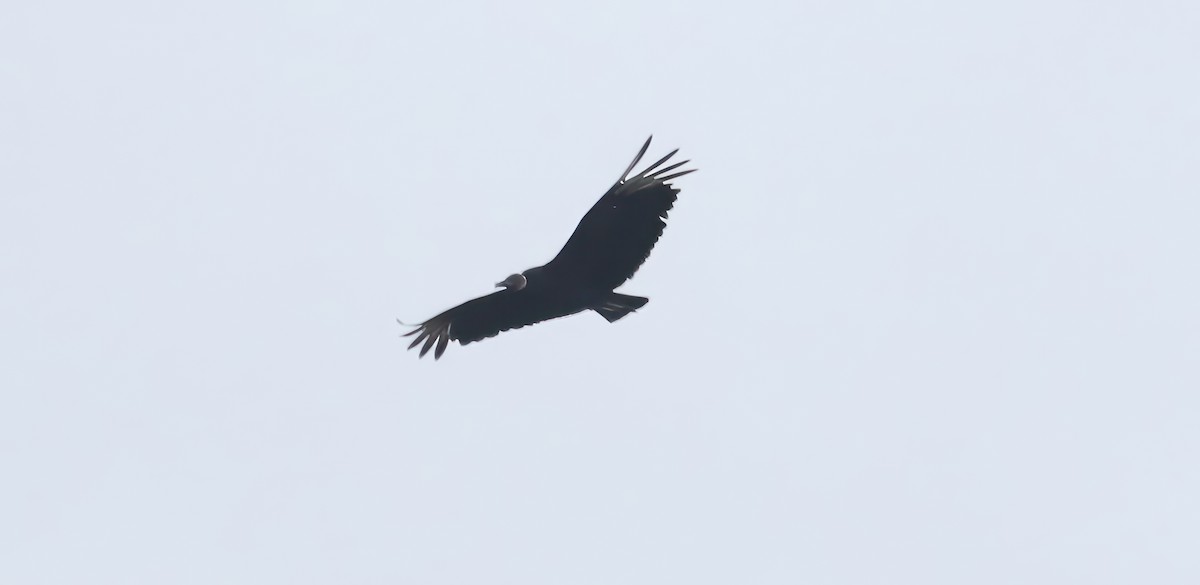 Black Vulture - David Nicosia