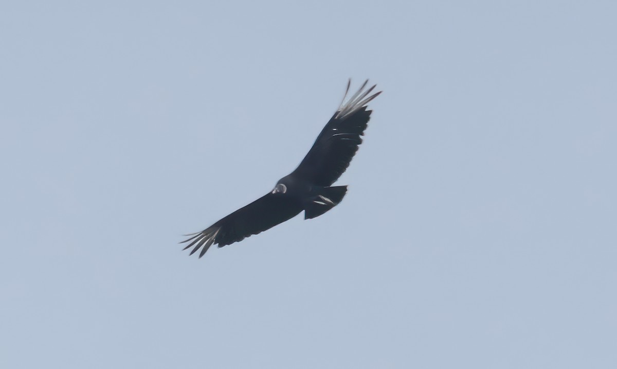 Black Vulture - David Nicosia