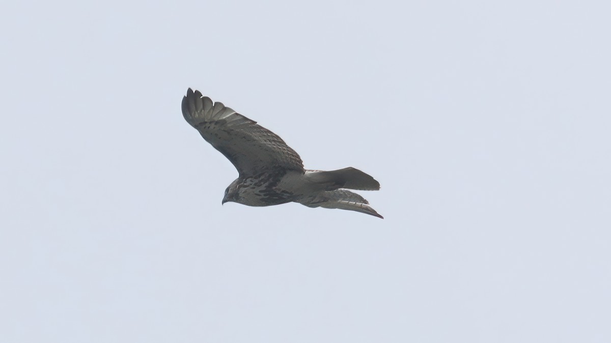 Red-tailed Hawk (borealis) - ML567449661