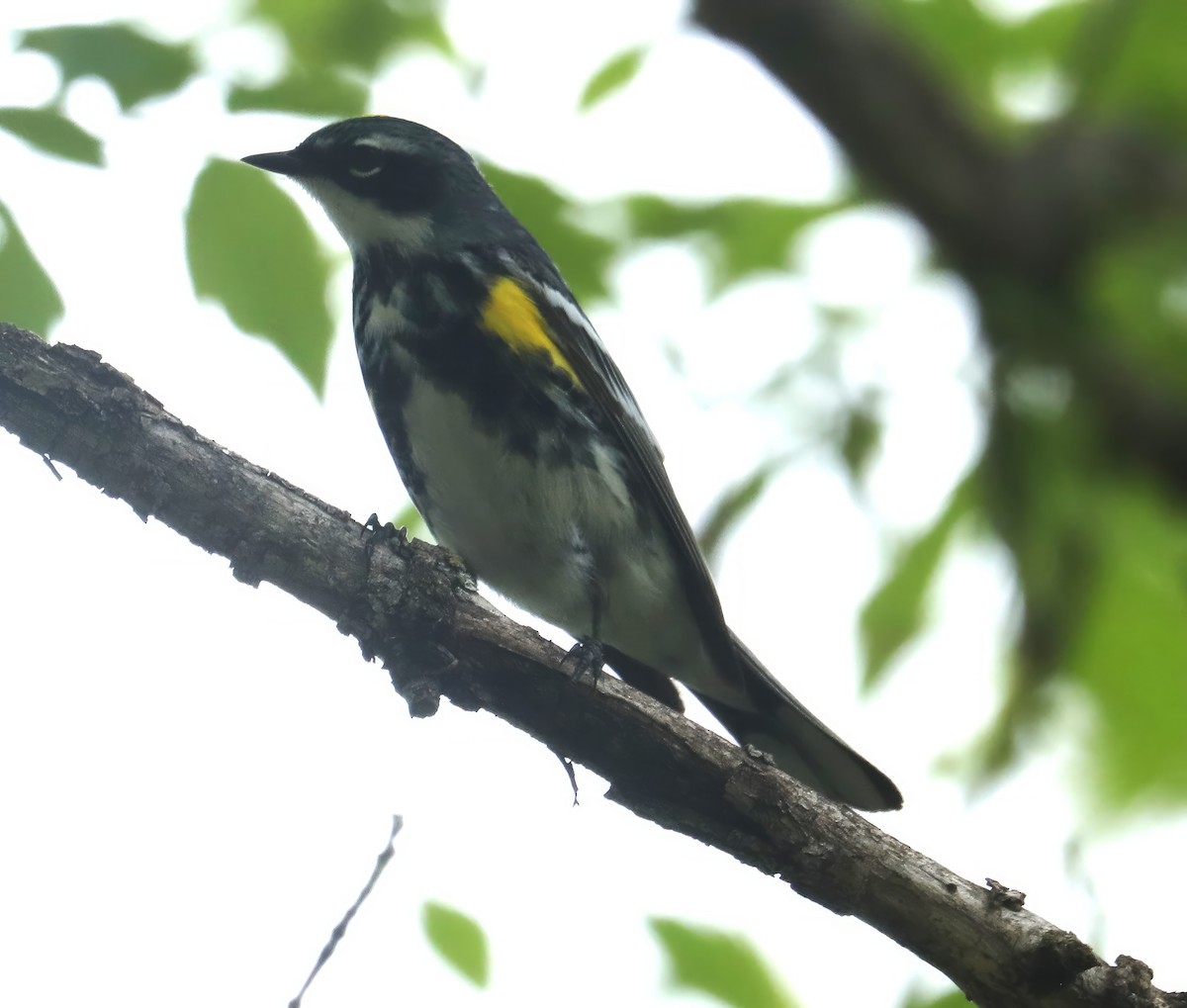 Yellow-rumped Warbler (Myrtle) - David Nicosia