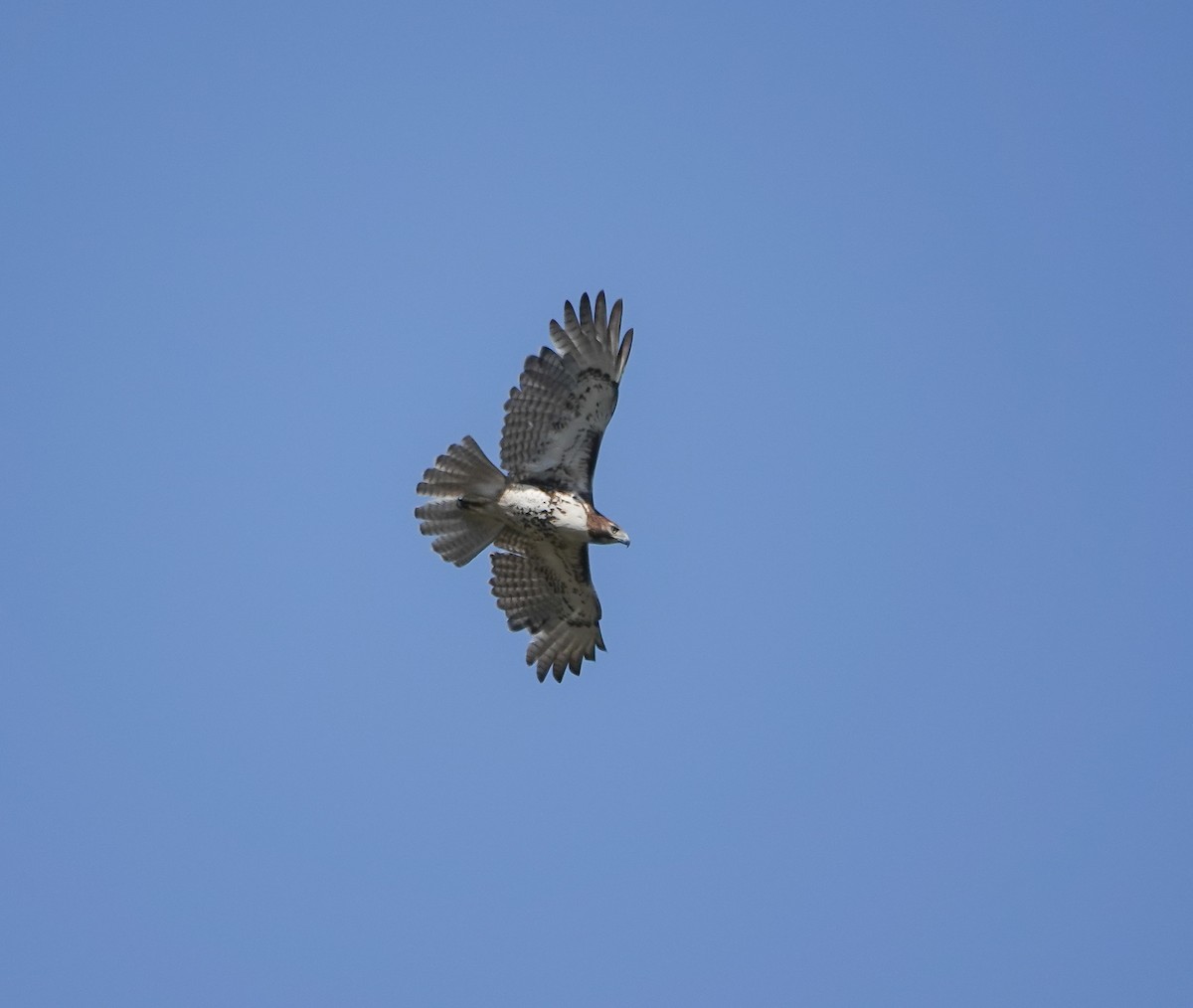 Red-tailed Hawk - ML567451281