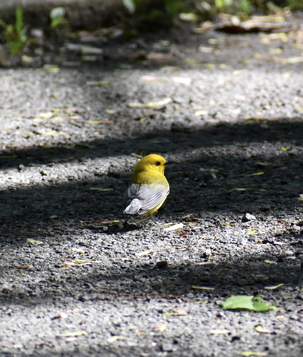 Prothonotary Warbler - ML567452801