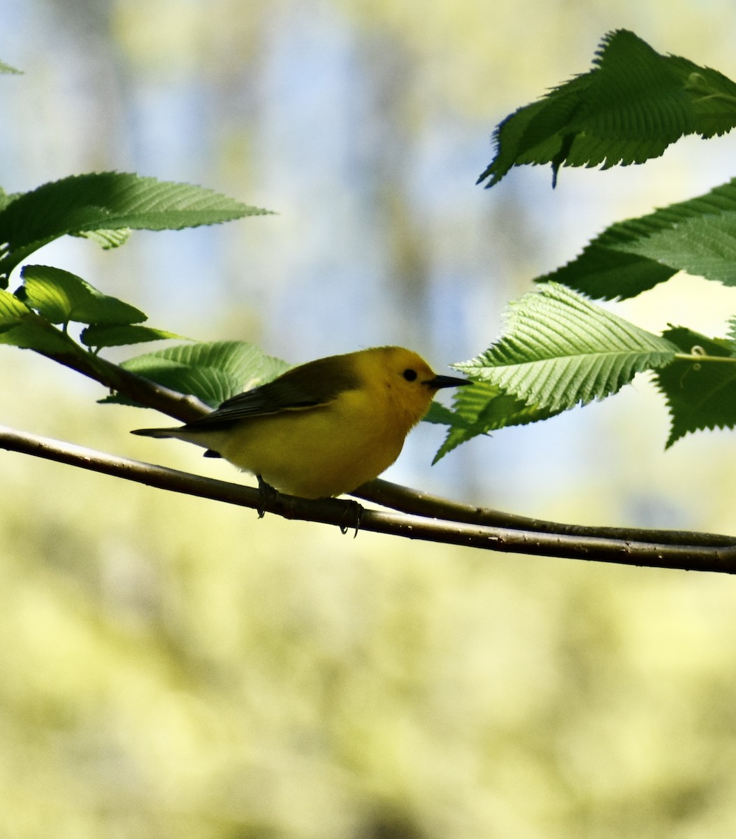 Prothonotary Warbler - ML567452811