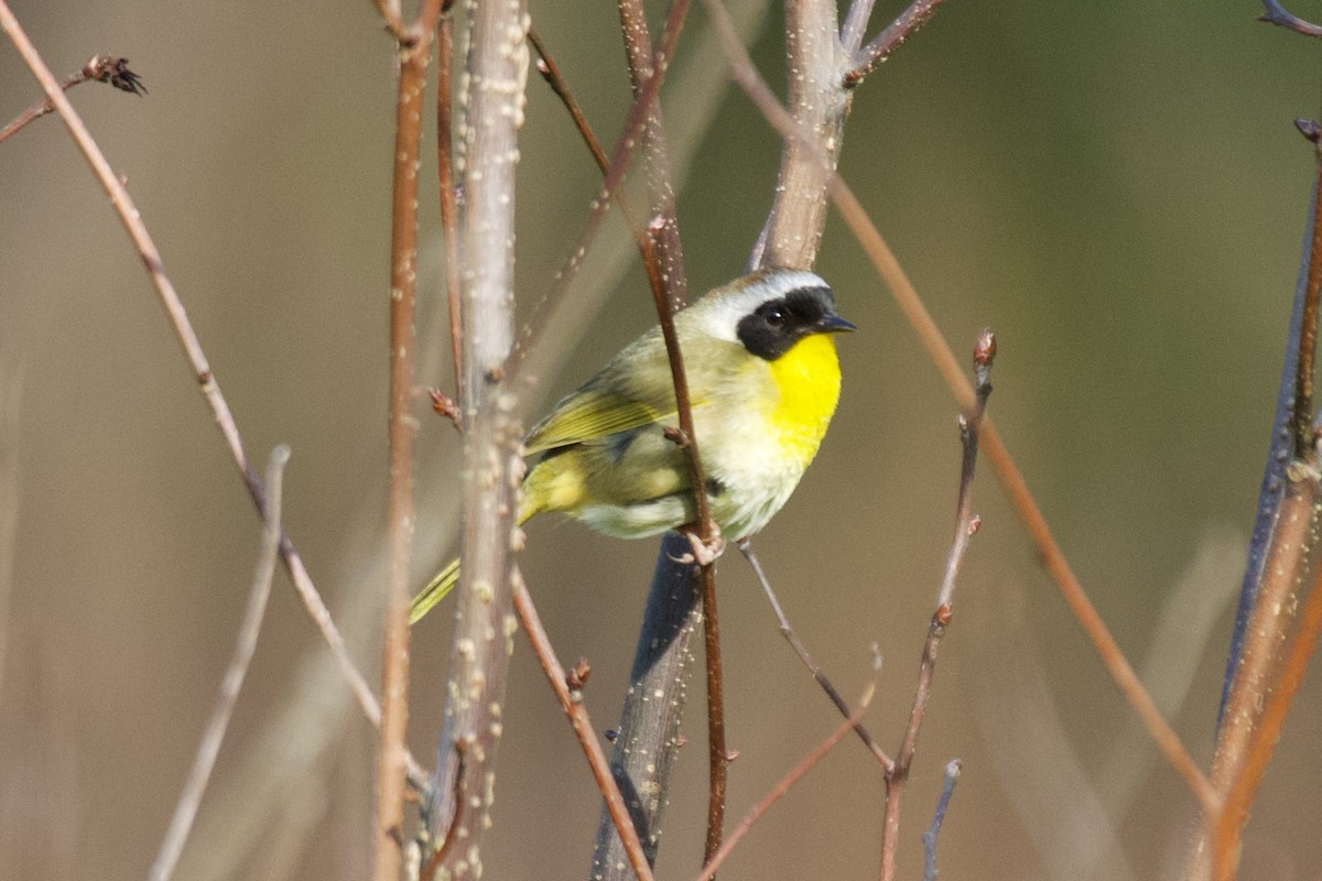 Common Yellowthroat - ML567453431