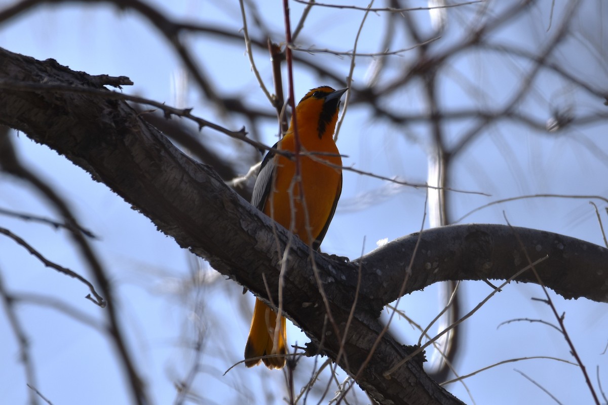 Bullock's Oriole - ML567454421