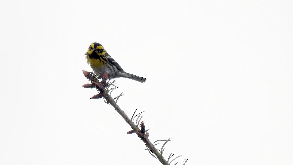 Townsend's Warbler - ML567455981
