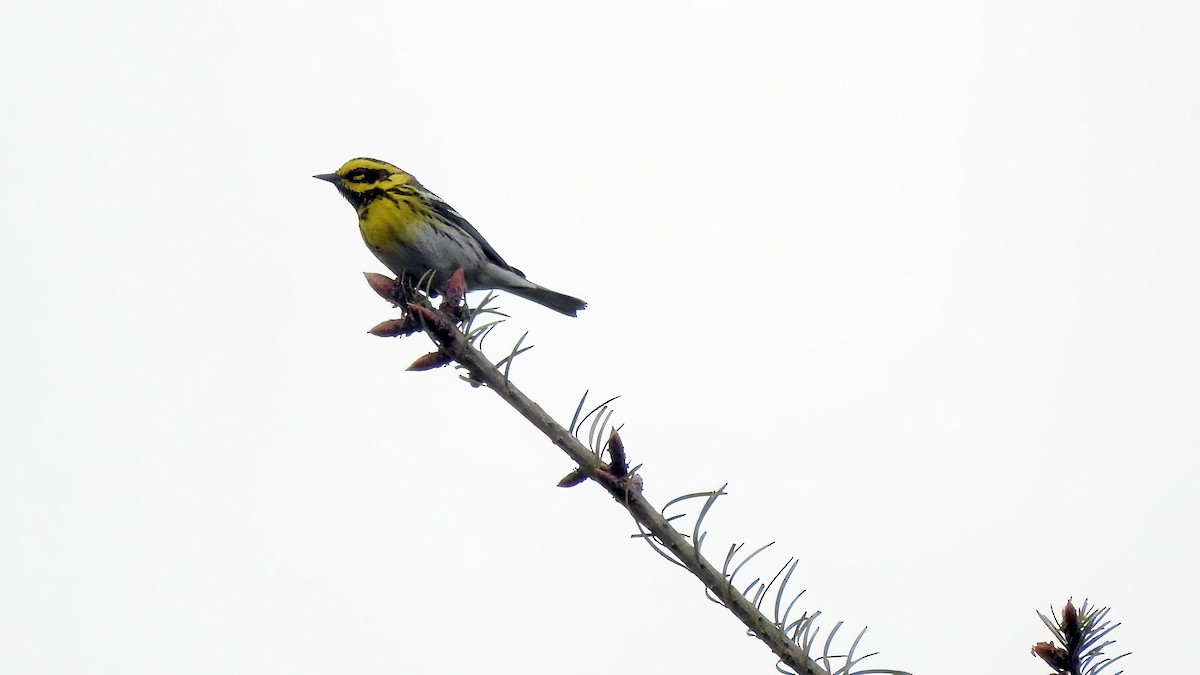 Townsend's Warbler - ML567455991