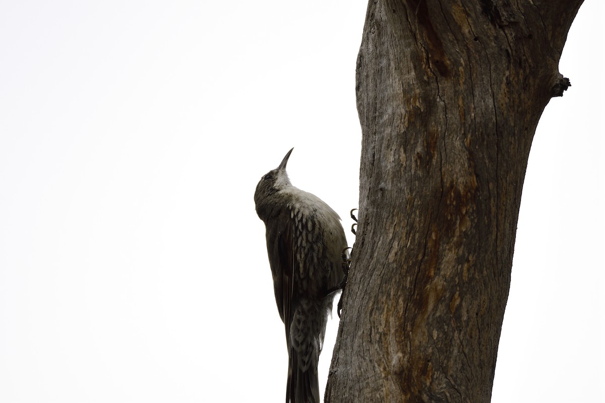 White-throated Treecreeper - ML567456221